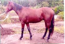 ��ũ���� (SCRAMBLE) ����