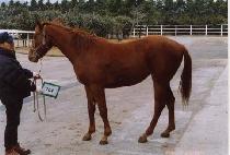 ������ (DALEUMI) ����