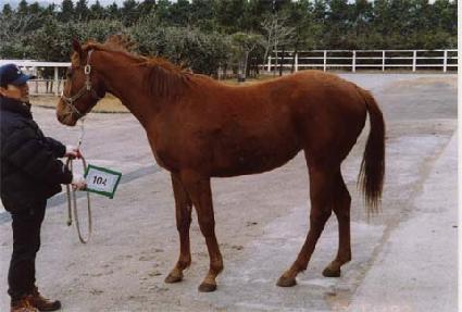 ������ ����