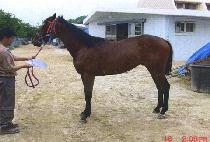 ������� (GALSAEK DAEWANG) ����