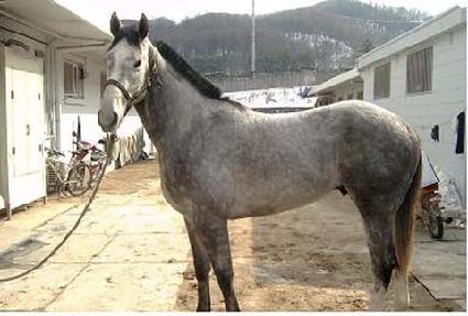 �̷�Ʈ ����