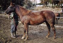 ä���� (CHARIOT) ����