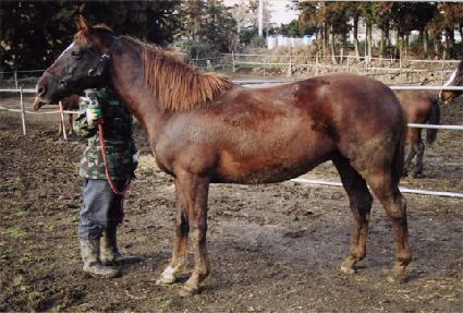 ä���� ����