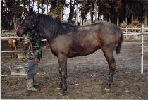 ����Ʈ (EFFORT) ����