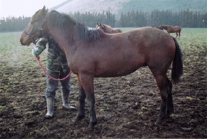 �ֶѷ� ����