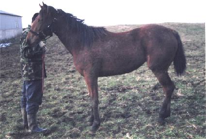 ������Ʈ ����