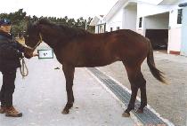 ����ũ (KOZJAK) ����