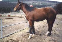 �������� (THUNDER BOY) ����