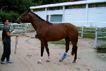 �ݵ��Ǻ� (BANDOEUI BYEOL) ����