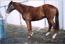 ������� (SAEBYEOK JANGSA) ����