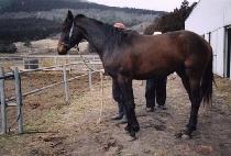 �������� (LUMP SUGAR) ����