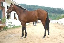 �ܵ����� (DANDOKDORIP) ����