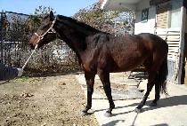 ����ǳ (JINDAEPUNG) ����