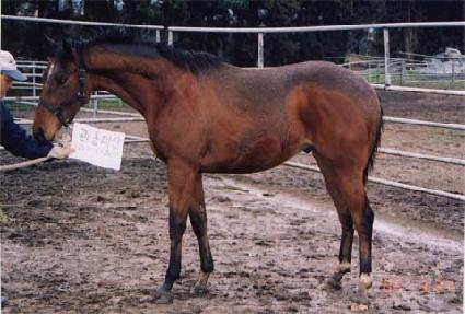 ����� ����