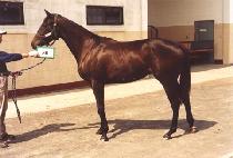 ��Ʈ���� (FT.VAIL) ����