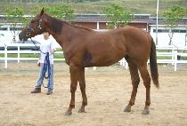 ���������� (RISEABOVE) ����