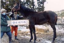 �����̾�Ʈ (BIG GIANT) ����