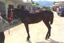 ����ְ��� (GIPPEUM JUGOPA) ����