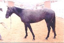 õ���� (CHEONNYEON GIUN) ����