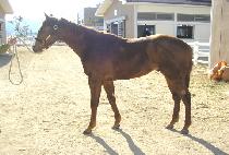 �ϵ���� (HARD ATTACK) ����