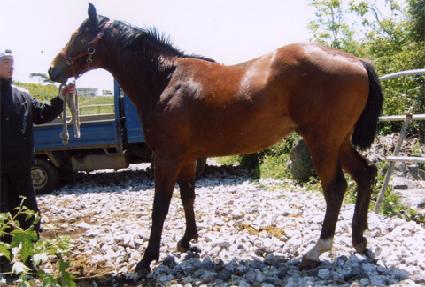 �ﵵ�� ����