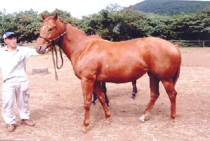 �ϳ����� ����