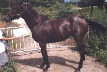 GYERIM GUNJA picture