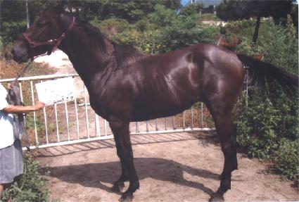 �踲���� ����