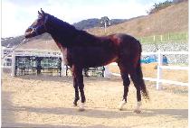 ��ǳȣ (DAEPUNGHO) ����