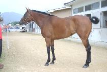 ���̴׽Ƿ翧 (SHINING SILHOUETTE) ����