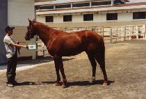 �ÿ��� (ALL WAY) ����