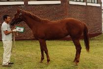 ��ġ (JAECHI) ����