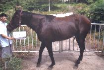 �������� (I��M WINNER) ����