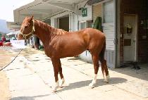 �ξ�Ĺ (ROYAL CAT) ����