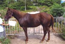 �ڿ촩�� (JAU NURI) ����