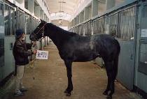 ��Ʋũ���� (BATTLE CRUISER) ����