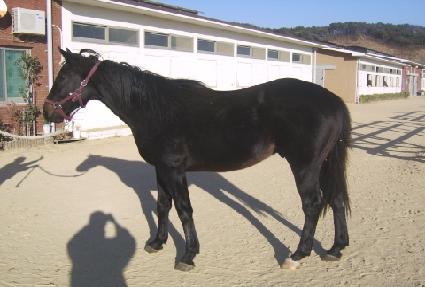 ���������� ����