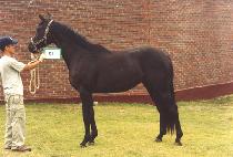 �۽��ȵ帲 (PACIFIC DREAM) ����