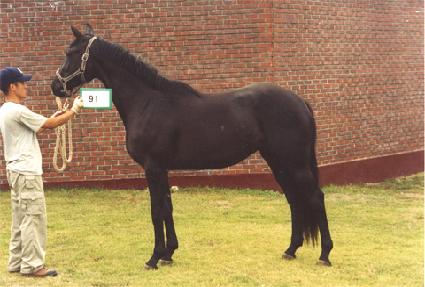 �۽��ȵ帲 ����