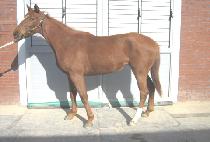 õ���� (CHEOLLIPO) ����