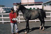 ������ƽ���� (MAJESTIC RUNNER) ����