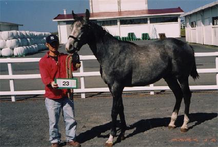 ������ƽ���� ����