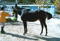 ��ī�� (LA SCALA) ����