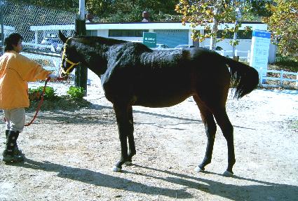 ��ī�� ����