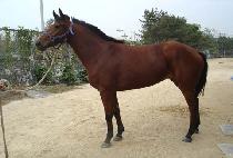 ������ (MUDEI) ����