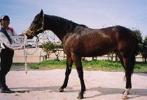 �������� (SNIPER) ����