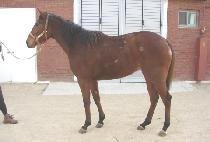 �߸� (YARI) ����