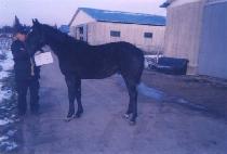 �������� (MAGIC SPELL) ����