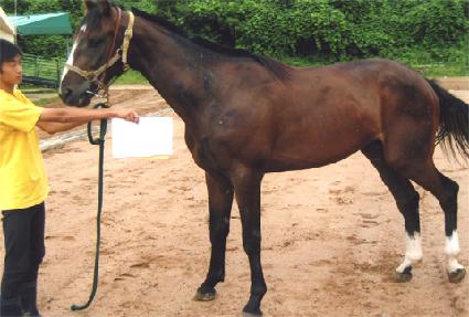 ��Ʈ���� ����