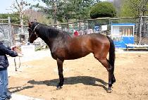 ����巡�� (BLUE DRAGON) ����